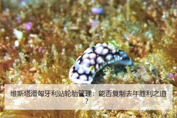 wei-si-ta-pan-xiong-ya-li-zhan-lun-tai-guan-li-neng-fou-fu-zhi-qu-nian-sheng-li-zhi-dao-3-792.jpg